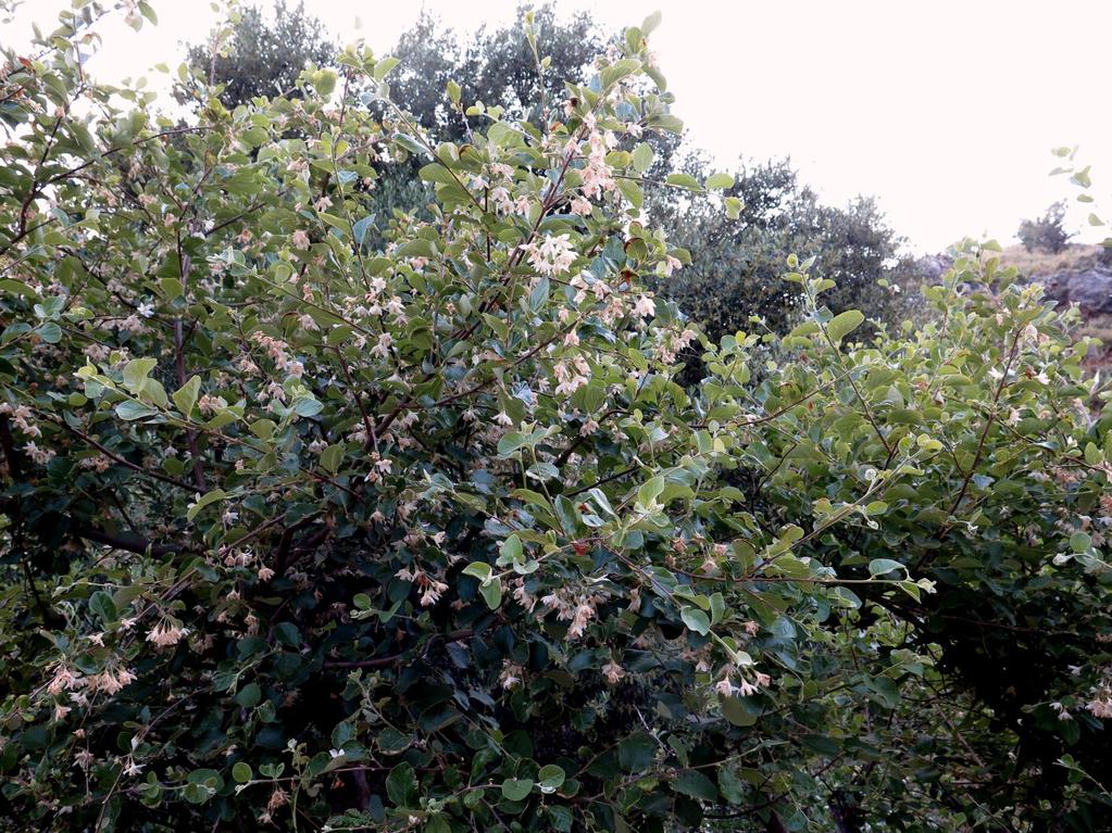 MAICh, Κρήτη, GR Storax tree (EN) Storace (IT) Estoraque (SP) Ali