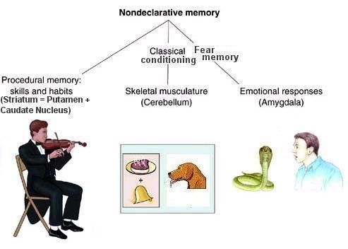 Ποιοτική κατηγοριοποίηση μνήμης Μη Δηλωτική Μνήμη Μη Δηλωτική (non declarative, implicit) Μνήμη & Μάθηση: Επιτέλεση κινητικών & αντιληπτικών διεργασιών-συμπεριφορών-δεξιοτήτων, εξαρτημένες αποκρίσεις