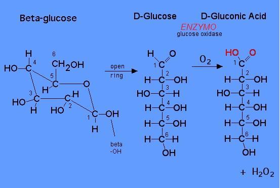 Η αντίδραση που λαμβάνει χώρα παρουσία του O 2 είναι : Οξείδωση της γλυκόζης σε D- γλουκονικό οξύ και δημιουργία υπεροξειδίου του υδρογόνου (όλες οι χημικές ουσίες είναι άχρωμες) σχήμα1.