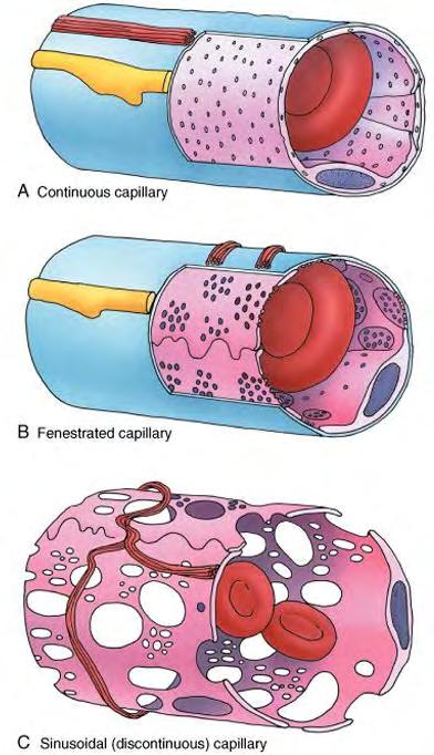 συνέχεια τόσο της στοιβάδας των ενδοθηλιακών κυττάρων όσο και του βασικού υμένα τους διακρίνονται τρία είδη τριχοειδών αγγείων (Εικόνα 9). Εικόνα 9.