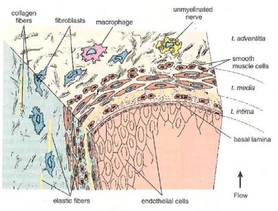 (Εικόνα 11). Ο έξω χιτώνας είναι ο παχύτερος και καλύτερα αναπτυγμένος χιτώνας στις φλέβες και συχνά περιέχει επιμήκη δεμάτια λείων μυικών κυττάρων.
