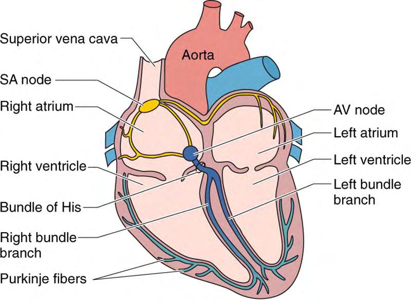 1.5 Η καρδιά 1.5.1 Εισαγωγή Η καρδιά συνιστά την «αντλία» του καρδιαγγειακού συστήματος, αποτελούμενη από τέσσερις κοιλότητες.