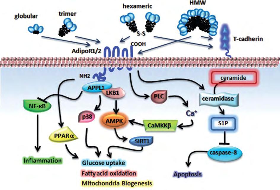 αντιπονεκτίνη ενεργοποιεί κυρίως τον AdipoR1, ενώ η ενεργοποίηση του AdipoR2 σχετίζεται με την πλήρους μήκους μορφή της αντιπονεκτίνης.