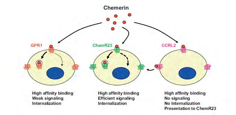Εικόνα 32. Χαρακτηριστικά και δράσεις των 3 υποδοχέων που συνδέουν τη χεμερίνη [Bondue B et al: Chemerin and its receptors in leukocyte trafficking, inflammation and metabolism.