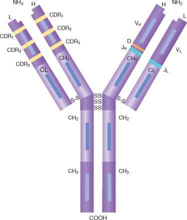 Δομι Ανοςοςφαιρίνθσ G Fab Fab H: heavy chain (x2) L: light chain (x2) Fab: antigen-binding fragment (x2) Fc: crystallizable fragment (x1) V: