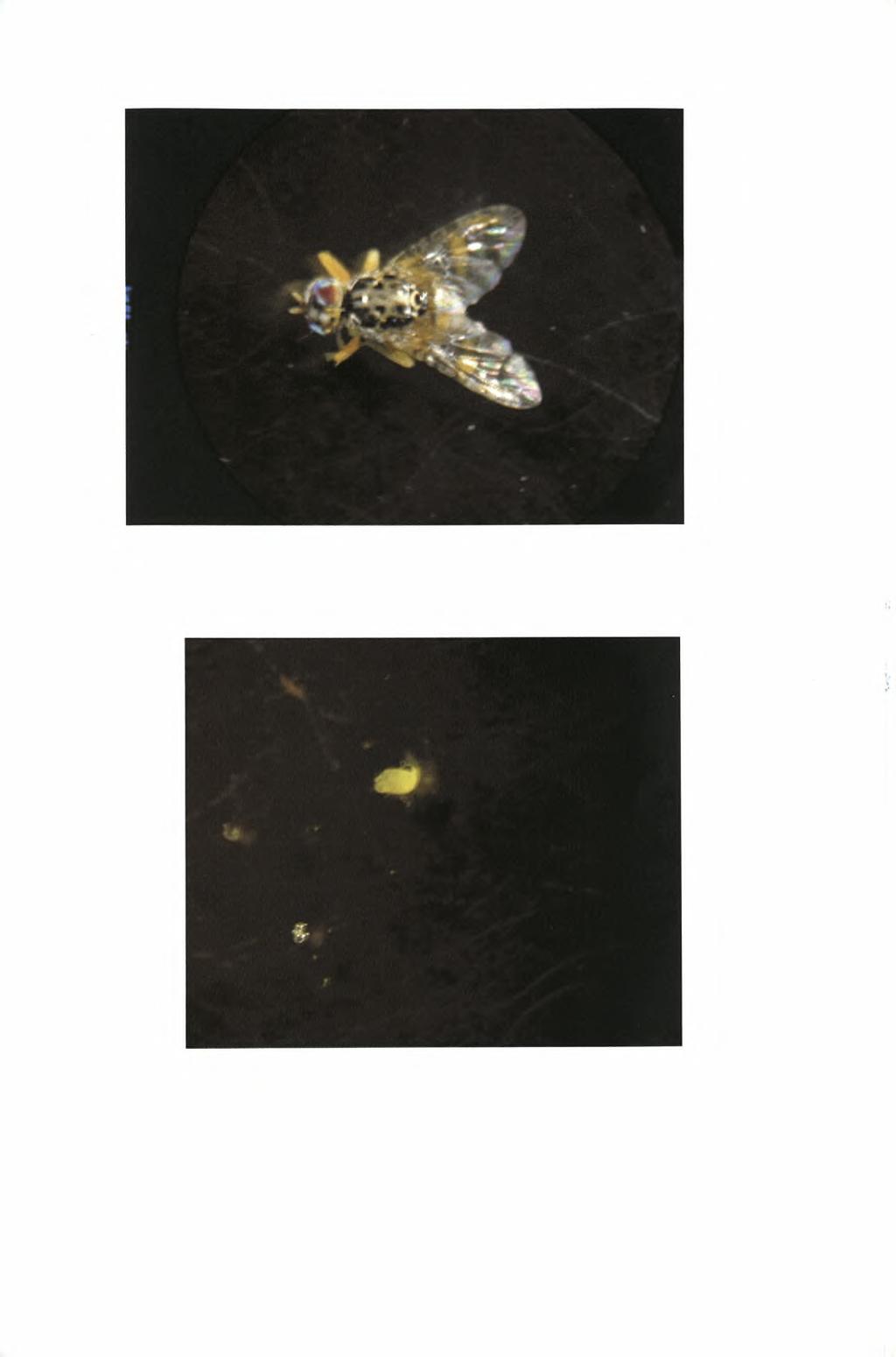 Εικόνα 10: Αρσενικό της μύγας της Μεσογείου σε μεγέθυνση ΙΟχ στο στερεοσκόπιο.