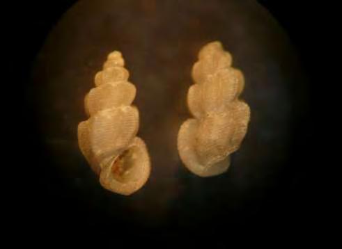 excavata