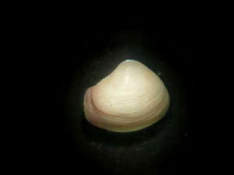 tetragona