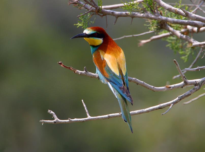 Εικόνα 4.1-3: Μελισσοφάγος, Meropos apiaster,, Μ.