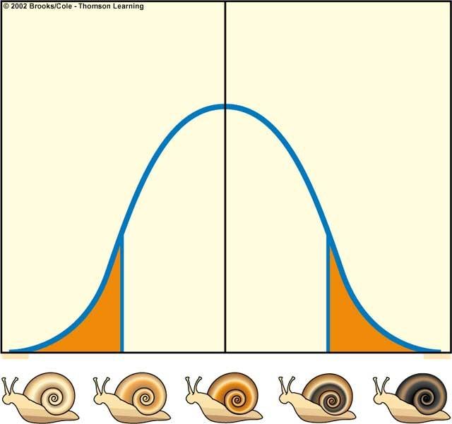 Light snails eliminated Dark snails eliminated Natural selection Number of