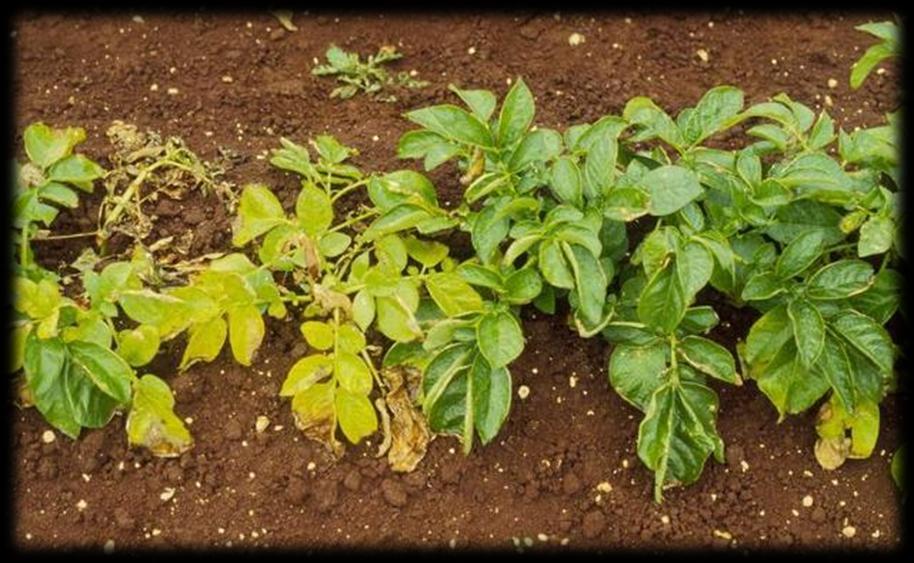 χρυσονηματώδης της πατάτας συμπτωματολογία στα φύλλα, ξήρανση της