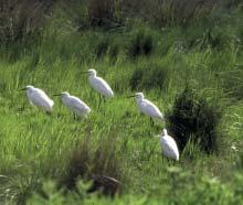Το υγρό λιβάδι στα βόρειά της ράνας έχει περισσότερο νερό και αναμένεται να προσελκύσει περισσότερα πουλιά που μεταναστεύουν και αναπαράγονται στην περιοχή.