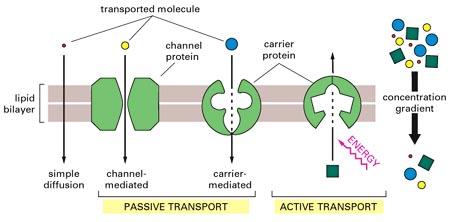 Reglarea glicolizei 10 1) La nivelul transportorilor glucozei GLUT 2) La nivelul hexokinazei 3) La nivelul