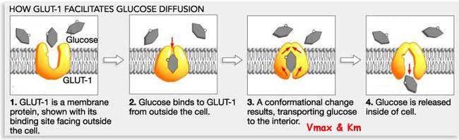 in celula prin difuzie facilitata de proteinele transportor GLUT- codificate de gene distincte, exprimati
