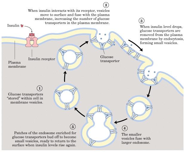 GLUT 2 exprimat de celule β pancreatice, hepatocite, etc; are o mica afinitate si inalta capacitate de transport; KM ~ 15-20 mm; functioneaza ca un sensor al glicemiei in celulele β pancreatice;