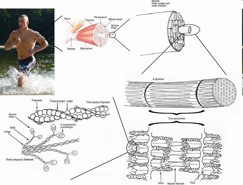 24 Muschi Contractia musculara necesita mult ATP care sustine