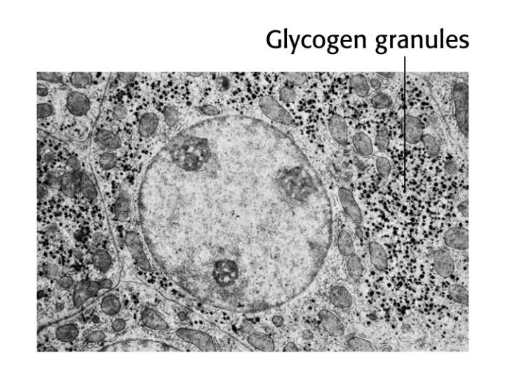 Glicogenul organizat in granule citoplasmatice cu un diametru de 100-400 Å, pe care sunt sorbite enzimele si