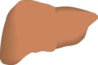 Glicogenoliza in muschi si ficat 8