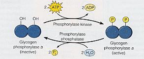 Glicogen fosforilaza exista in doua forme convertibile a si b In situsul catalitic activ este un rest de Ser per fiecare monomer 2ATP 2 ADP