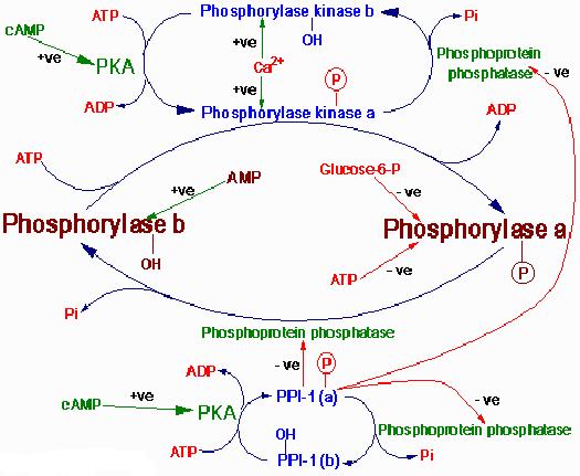 Reglarea glicogenolizei la nivelul fosfoprotein fosfatazei 1 14 Exista mai multe Ser/Thr fosfoprotein fosfataze: PP-1, PP-2A, PP-2B si PP-2C care se deosebesc prin specificitate si efectori PP-1 are: