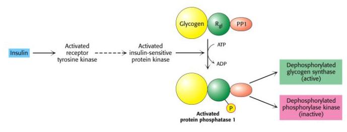 Insulina inhiba glicogenoliza actionand tot asupra PP-1 16 Insulina semnalizeaza la nivelul celulelor insulin sensibile care contin receptorul IR IR activat are activitate tirozin kinazica si induce