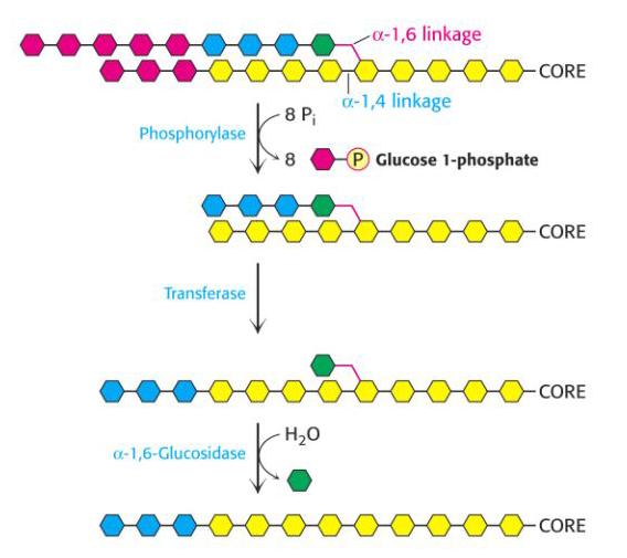Enzima de deramificare 17 o singura catena polipeptidica de 160 kda, cu dubla specificitate: transferaza si α-glucozidaza Actiunea fosforilazei este stopata cu 5 resturi inaintea unui punct de
