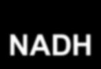 A doua faza a glicolizei este formatoare de ATP Coeficienti stoichiometrici X 2 deoarece C6 2 C3 8 6 NAD+ NADH GAP H3PO4 GAP DHaza