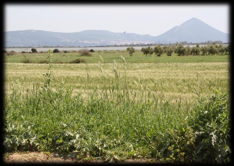 Εικόνα 16: Αγροτικές καλλιέργειες στη βόρια