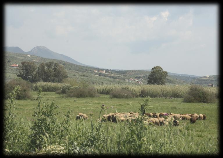 Βόσκηση στα βορειοανατολικά της