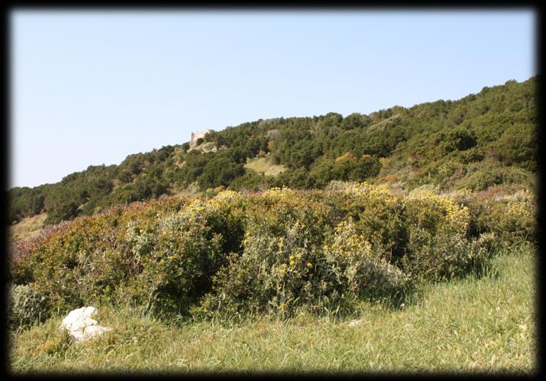 19: Μακκία βλάστηση