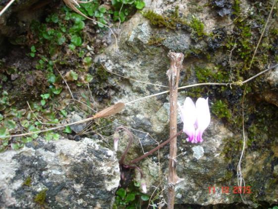 τάξης Trichoptera στην πηγή Γκούρα. Στην πηγή αυτή, τη μεγαλύτερη της Πάρνηθας, φτάσαμε μετά από σχεδόν 3 ώρες πορεία.