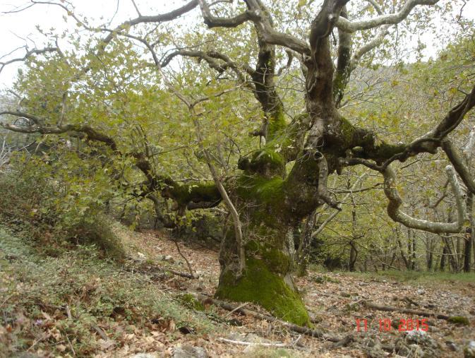 Το πλατάνι γίγαντας στην αρχή του πλατανιά του Κελάδωνα άντεξε την καταστροφική πυρκαγιά του 2007.