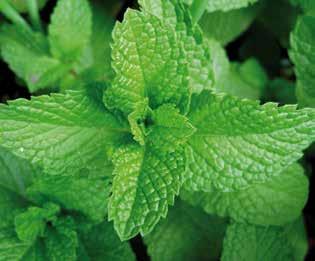 Mentha spp. Ευρώπη, Ιταλία Δυσκολία 04 MENTA Ποώδες, πολυετές, αρωματικό φυτό της οικογένειας των Χειλανθών.