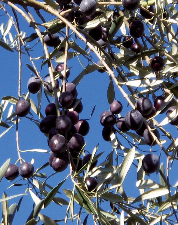 0 κιλά Επιτραπέζιες ποικιλίες Αναμενόμενο ύψος παραγωγής Patentkali Προτεινόμενα λιπάσματα KALI SOP Μεσαίο ύψος 2.0 2.5 κιλά ή 1.0 1.