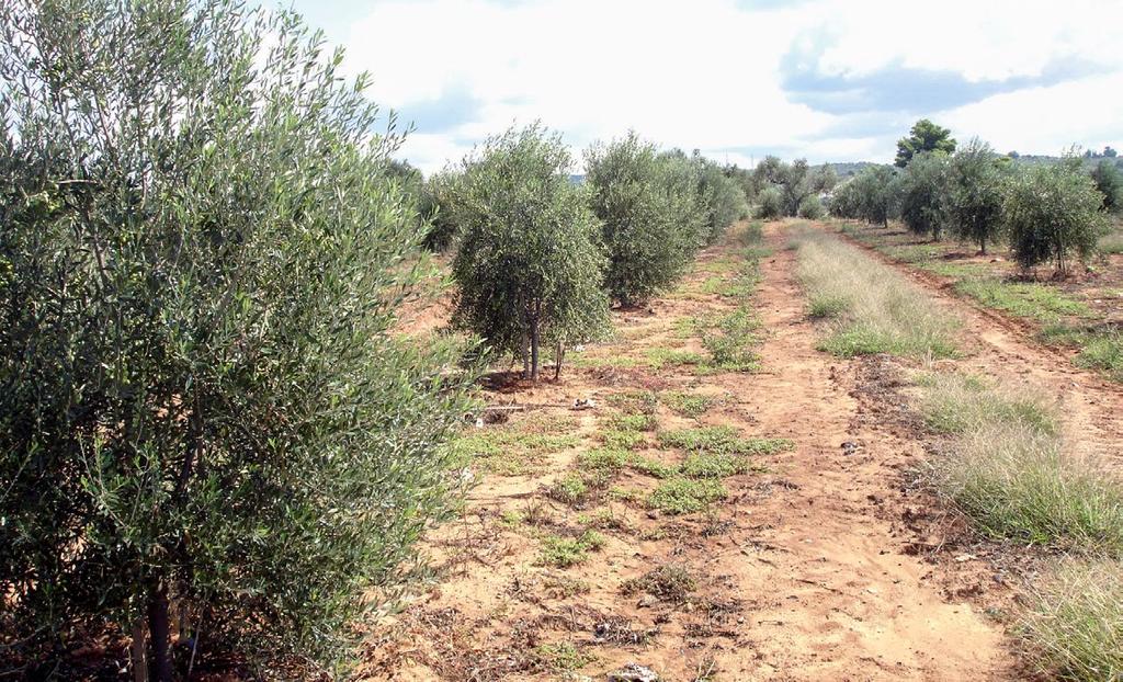 ΣΤΟΙΧΕΙΑ ΕΛΑΙΟΚΑΛΙΕΡΓΕΙΑΣ ΛΙΠΑΝΣΗ ΕΛΑΙΟΔΕΝΔΡΩΝ Καλλιεργητική τεχνική ελαιοδένδρων.