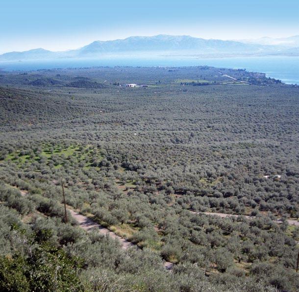 Πυκνότητα φύτευσης Παραδοσιακή καλλιέργεια: Τα δένδρα αναπτύσσονται ως ξηρικά, φυτεύονται σε πυκνότητα 10 δένδρα στο στρέμμα (10 12 m x 10 12 m).