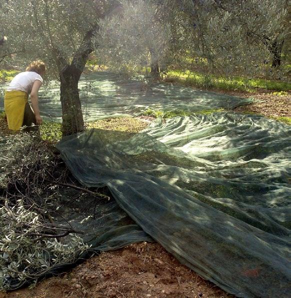 Παρενιαυτοφορία Η ελιά χαρακτηρίζεται από το φαινόμενο της παρενιαυτοφορίας (μια χρονιά υψηλής παραγωγής ακολουθείται από χρονιά μειωμένης παραγωγής).