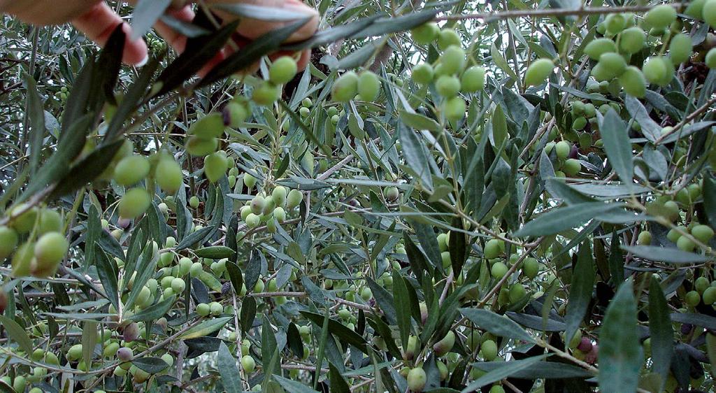 Αζωτούχος λίπανση υξάνει την καρπόδεση και αυξάνει την παραγωγή και την Εξαιτίας προβλημάτων έκπλυσης θα πρέπει να λαμβάνονται προσεκτικά μέτρα.