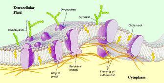 Οι δύο πλευρές της κυτταρικής μεμβράνης έχουν διαφορετική χημική σύσταση Εξωκυττάριο υγρό γλυκοπρωτεΐνη γλυκολιπίδιο