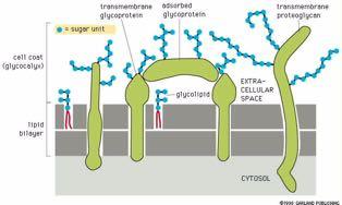 Ο γλυκοκάλυκας του ευκαρυωτικού κυττάρου διαμεμβρανική γλυκοπρωτεΐνη μονάδα σακχάρου προσκολλημένη