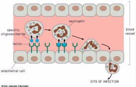 Ο ρόλος των υδατανθράκων της κυτταρικής επιφανείας στη μοριακή αναγνώριση