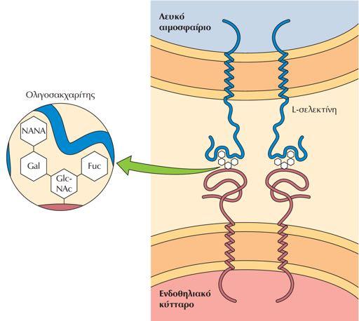 Ο ρόλος του γλυκοκάλυκα στην μοριακή αναγνώριση Ακαδηµαϊκές Εκδόσεις 2011 Το κύτταρο-μια Μοριακή Προσέγγιση Πρόσδεση σελεκτινών στους ολιγοσακχαρίτες του γλυκοκάλυκα.