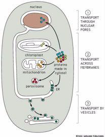 Πως μεταφέρονται οι πρωτεΐνες στα μεμβρανικά οργανίδια; Μεταφορά
