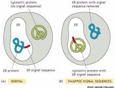 Απόδειξη του ρόλου των σηματοδοτικών αλληλουχιών στη διαλογή των πρωτεϊνών Κυτταροπλασματική πρωτεΐνη (χωρίς σηματοδοτική αλληλουχία) Πρωτεΐνη του ΕΔ από την οποία έχει αφαιρεθεί η