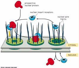 Η είσοδος των πυρηνικών πρωτεϊνών απαιτεί πρωτεΐνες-μεταφορείς Πυρηνική πρωτεΐνη προς