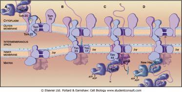 Συνοδοί-πρωτεΐνες βοηθούν τόσο στη μεταφορά όσο και στην επαναδιάταξη των μιτοχονδριακών πρωτεϊνών Κυτταροπλασματική