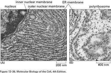 πυρηνική μεμβράνη πολυριβοσωμάτιο Οι πρωτεΐνες μπορούν να εισέλθουν στο
