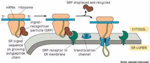 Το σωματίδιο αναγνώρισης σήματος καθοδηγεί τις πρωτεΐνες στο ΕΔ Ριβoσωμάτιο Το ΣΑΣ απομακρύνεται και επακυκλώνεται Σωματίδιο