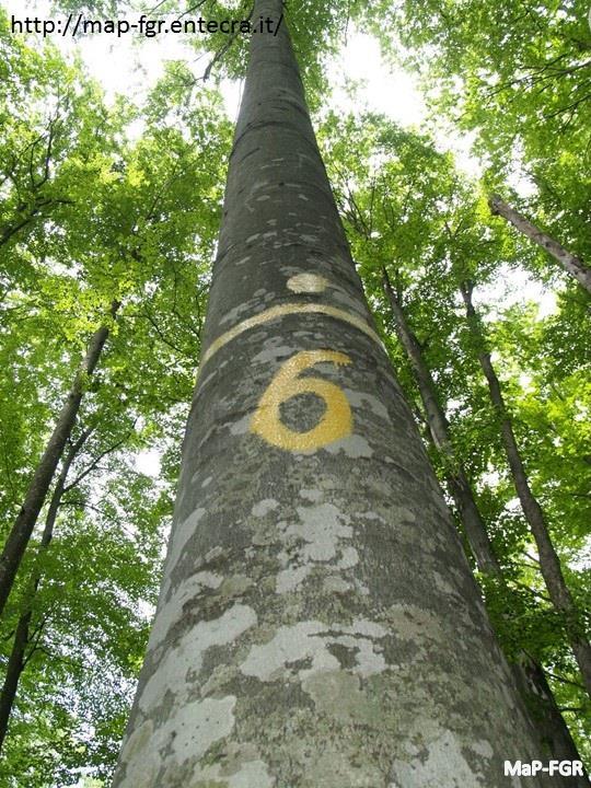 Πηγή: http://www.metla.fi/metinfo/tietopaketit/treebreeding/slides/edia14.