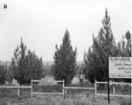 Πειράματα απογόνων a) Δοκιμή προελεύσεων και απογόνων του Pinus taeda στην